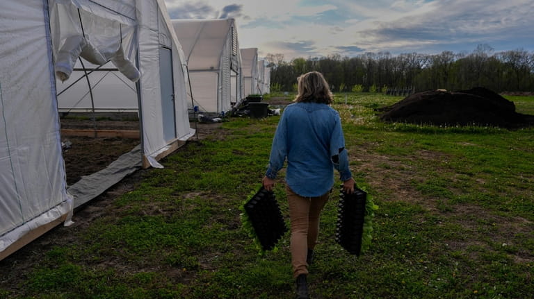 Katy Rogers carries lettuce seedlings to a greenhouse, Friday, April...