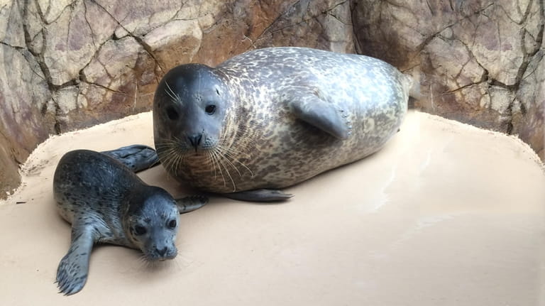 Mom’s get free all-day aquarium admission on May 12 when accompanied...