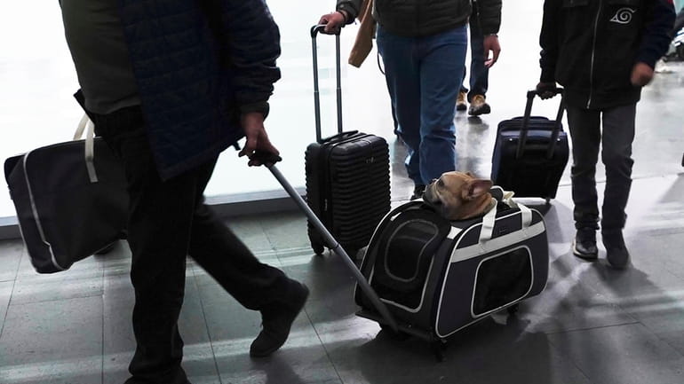A traveler pulls his dog in a wheeled carrier at...