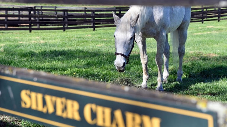Silver Charm, the 1997 Kentucky Derby winner and at the...