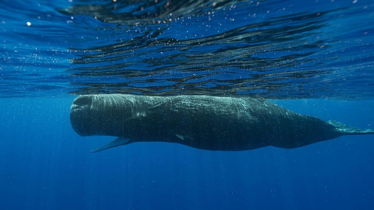 A sperm whale swims off the coast of Dominica in...