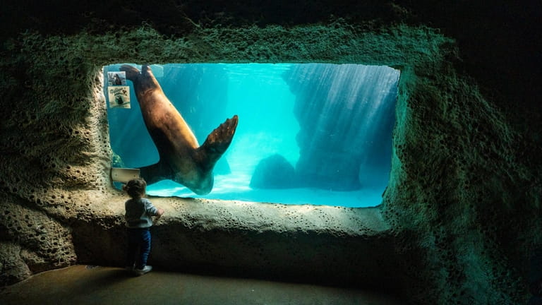 A child watches Java the sea lion swim at the...