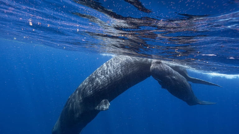 A sperm whale and her calf swim off the coast...