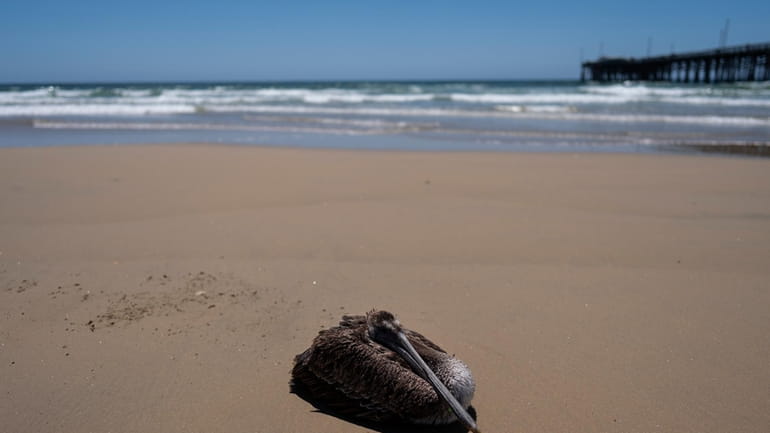 A sick pelican sits on the beach in Newport Beach,...