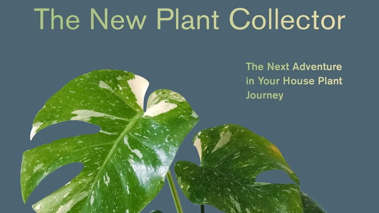The New Plant Collector: The Next Adventure in Your House...