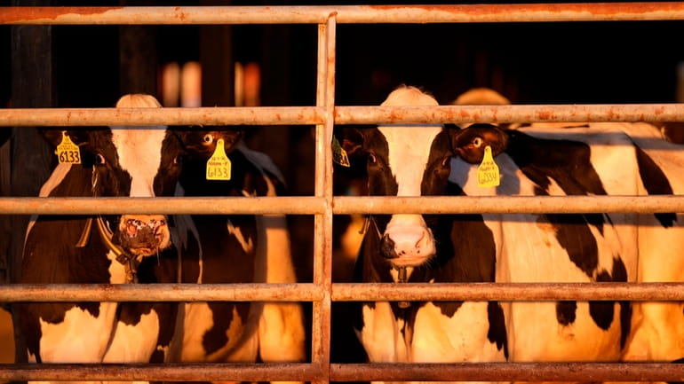 Dairy cows stand together at a farm, Monday, April 1,...