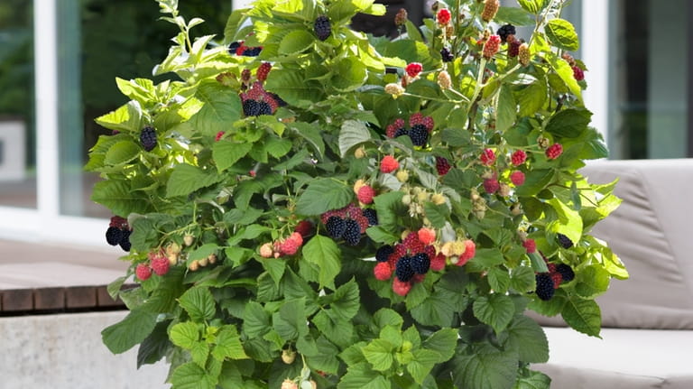 Bushel and Berry Baby Cakes are well-suited for patio pots.