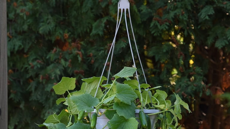No garden? No problem! These tiny vegetable plants will allow...