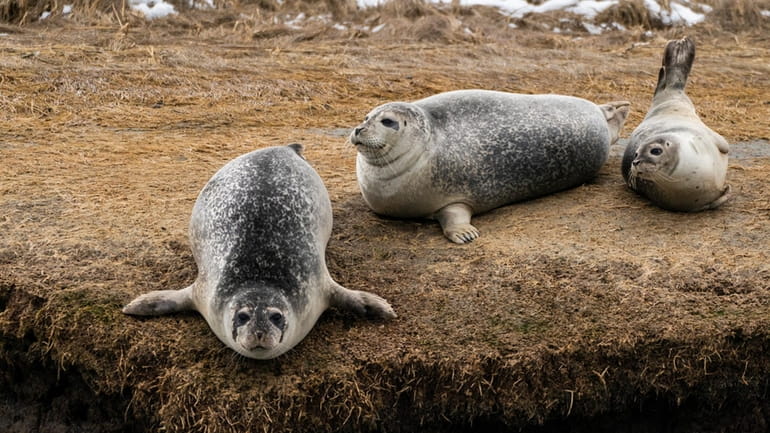 Seals are seen relaxing on shore during the Captain Lou...