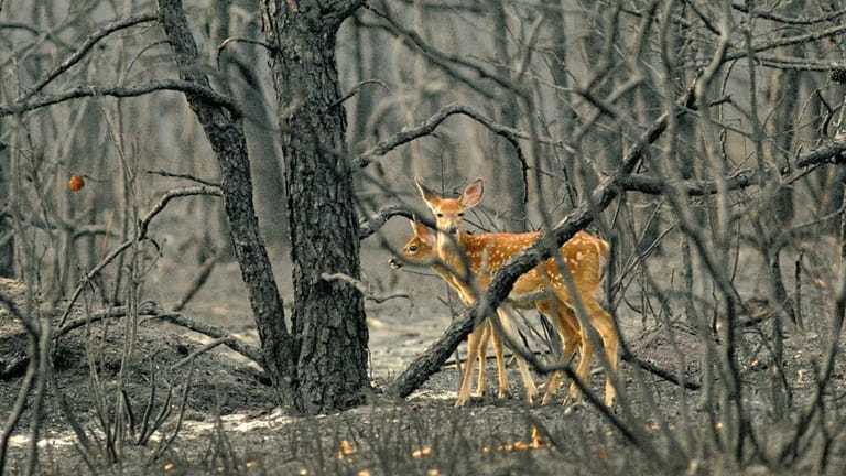 Two fawns can be seen in the charred remains of...