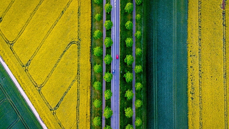Cars drive on an alley between rape fields in the...