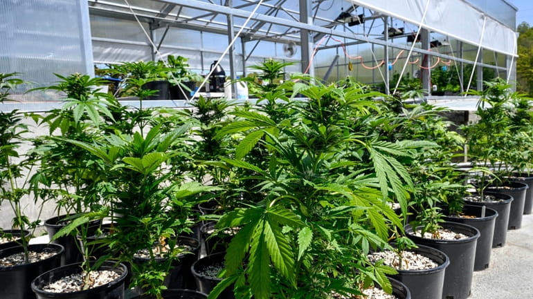 Marijuana plants are seen at a secured growing facility in...