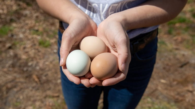 14-year-old Kaitlyn Eckles wants to expand a business selling fresh eggs...