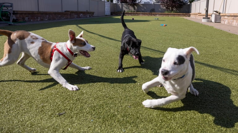 Dogs play at North Shore Animal League America last fall...