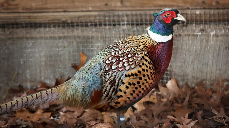 One of the pheasants rescued by volunteers in its enclosed...