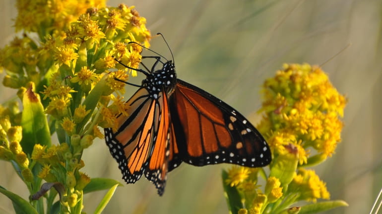 Monarch butterflies gather each year on beaches across Long Island before...