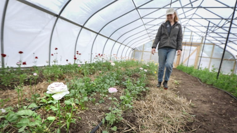 Annalee Holmdahl, who manages Birdsfoot's agricultural operations, walks through one...