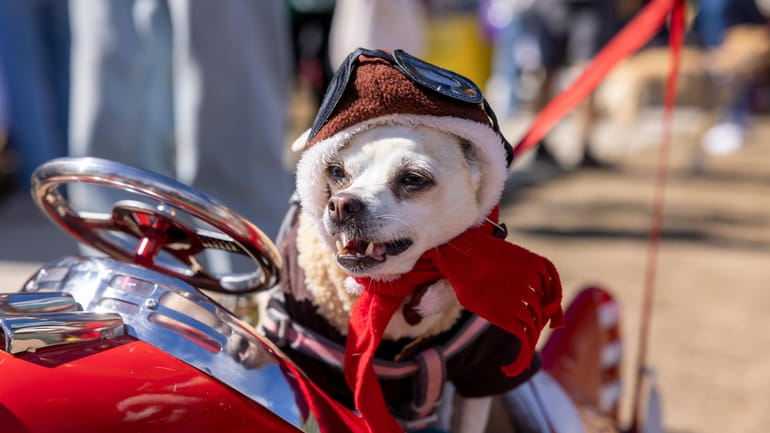 Tekila Abon is dressed for DogFest on Saturday, Sept. 24,...