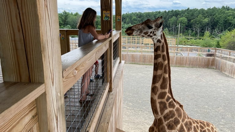 Animal Adventure Park in Harpursville encourages visitors to get close to,...