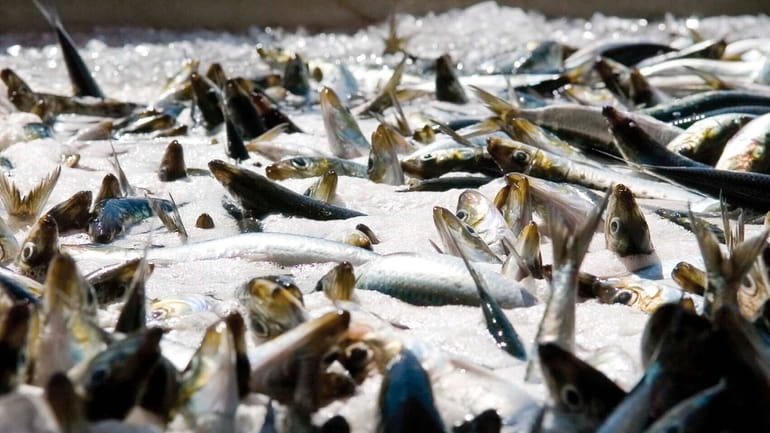 This Aug. 22, 2007, file photo shows freshly caught sardines...