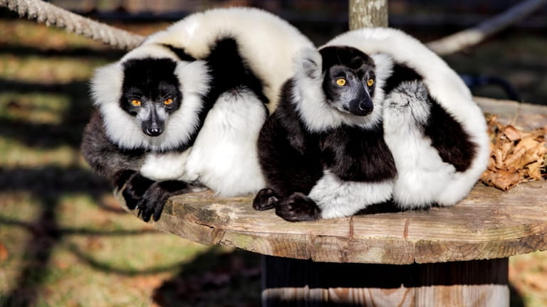 Mada and Gascar, the black and white ruffed lemurs at...