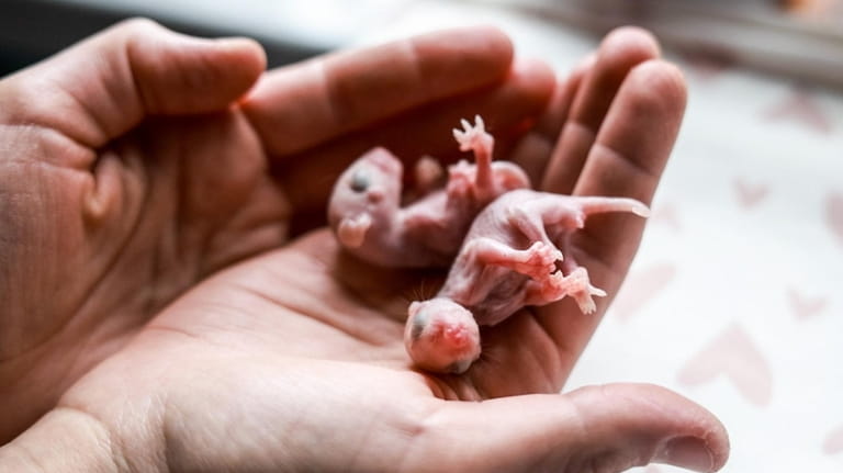 Baby opossums at the Evelyn Alexander Wildlife Rescue Center in...