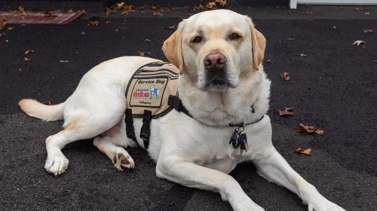 Kenzo, a 3-year-old labrador retriever and service dog of Nathan...