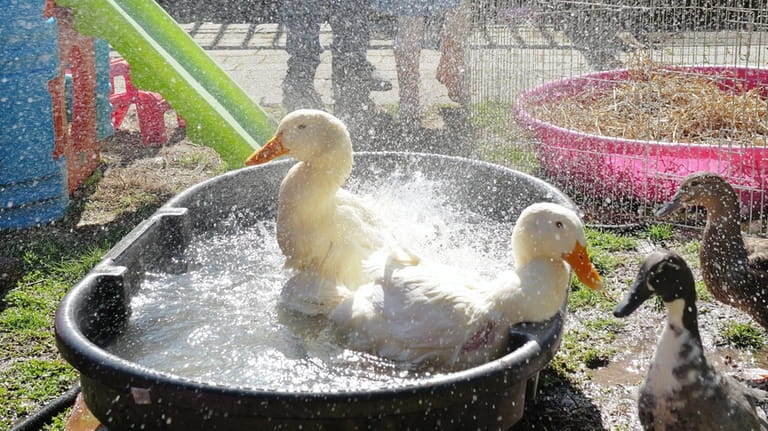 It was bath time Sunday in the Silvermans' backyard in...