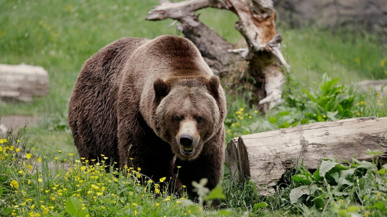 A grizzly bear roams an exhibit at the Woodland Park...