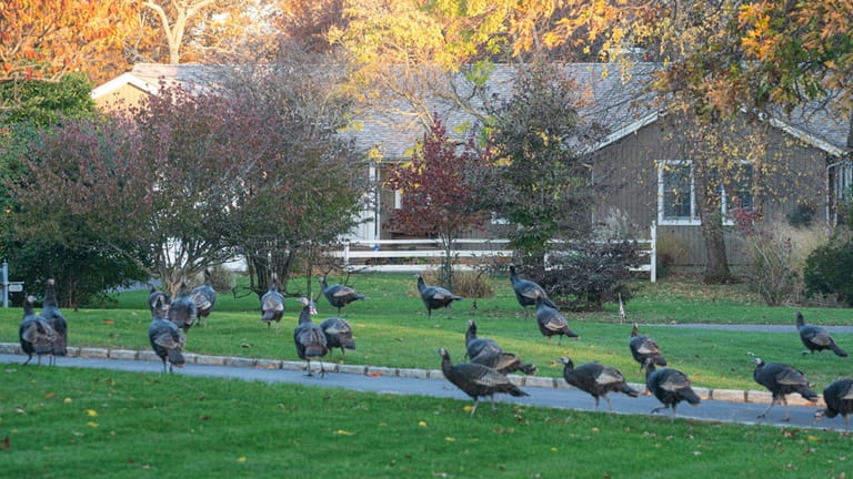 Wild turkeys roam a Southold neighborhood on Nov. 11, 2023.