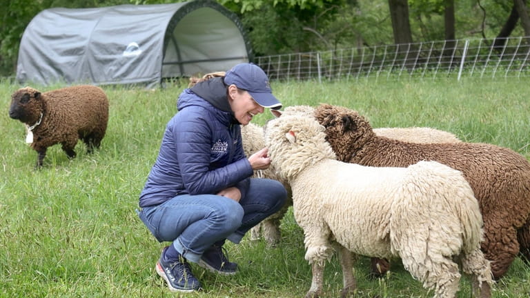 Avalon director Katharine Griffiths greets baby doll sheep that are being raised...