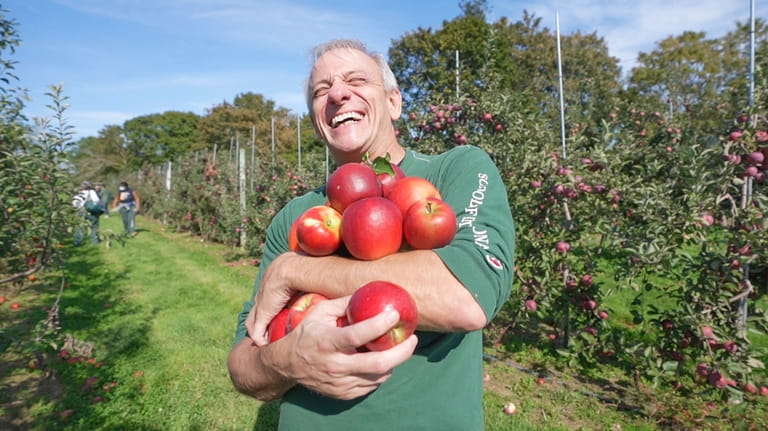Food reporter Scott Vogel picks his own apples at Wickham's...