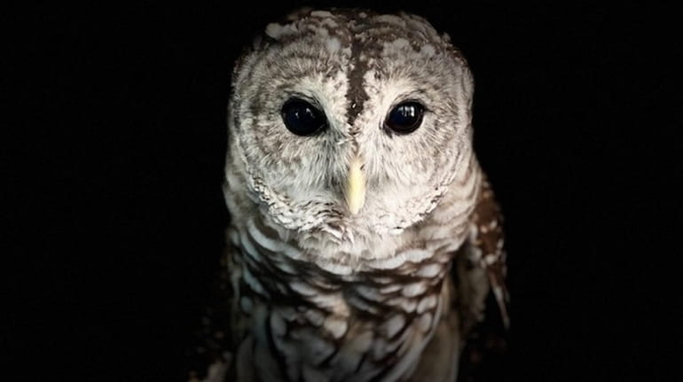 The Sweetbriar Nature Center in Smithtown is hosting two Owl...