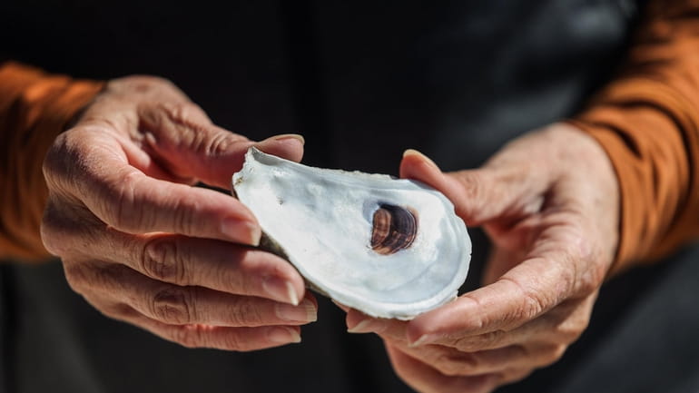 Discarded oyster shells are used to help grow young oysters and...