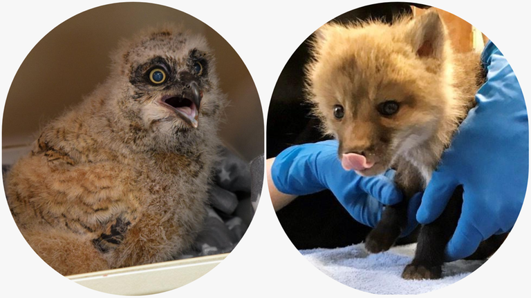 A baby Great Horned Owl, left, is being rehabilitated at...