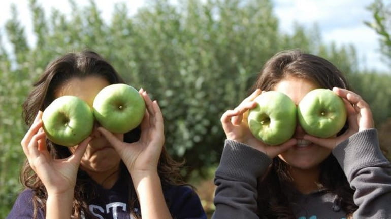 Head to Lewin Farms in Wading River for apple picking. 