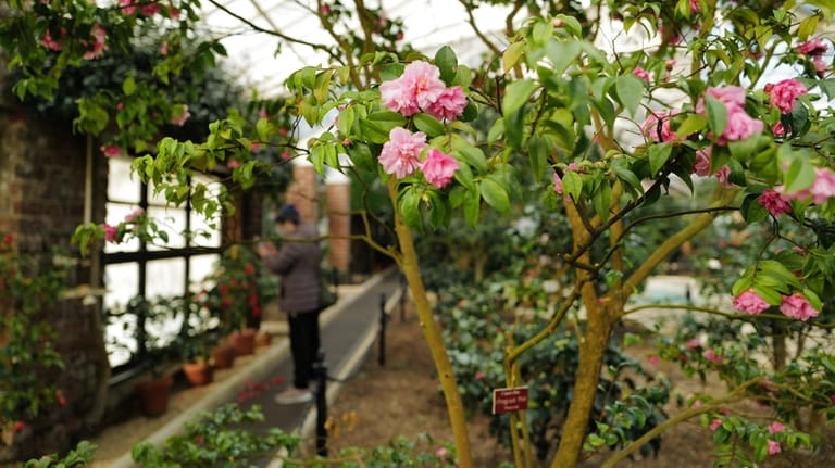 Camellia flowers bloom on trees and shrubs inside the Camellia House...