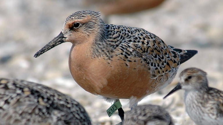 During their twice-yearly migrations, rufa red knots stop to rest...