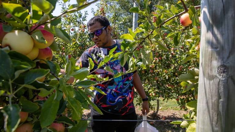 Anthony O'Neal from Glen Cove picks apples at Harbes Riverhead...