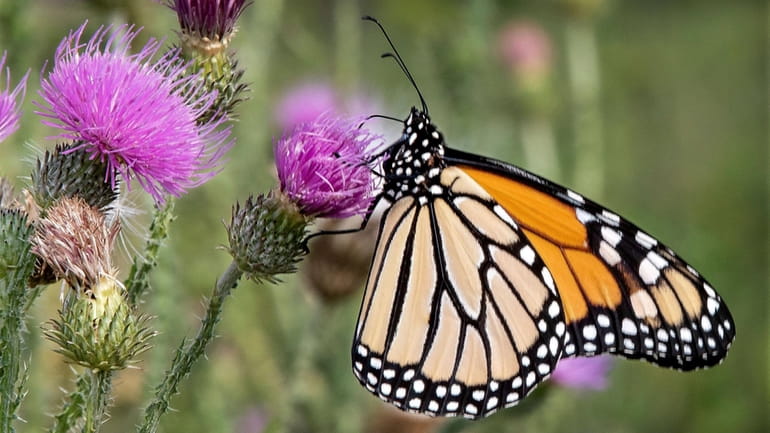 A monarch butterfly rests on a thistle in a plot...
