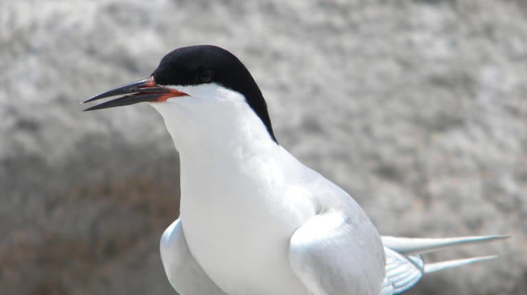 The long tail feathers of the roseate tern were once...