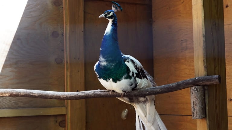 A peacock named Romeo at the Center for Science Teaching...