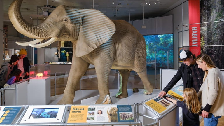The American Museum of Natural History in Manhattan is currently...
