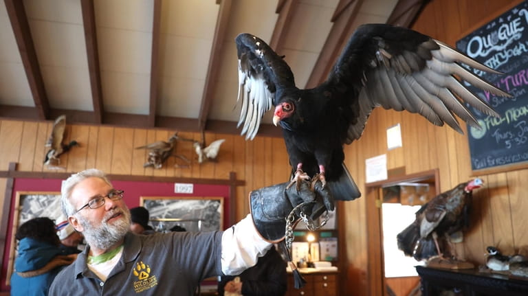 Vlad, a turkey vulture, is handled by Don Lanham, an...