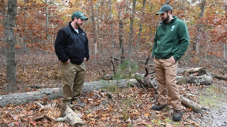 John Wernet, left, and Chris Steigerwald examine dead pine trees and...