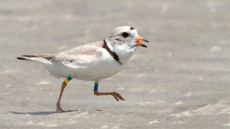 Fencing on Long Island beaches aim to protect piping plovers' eggs...