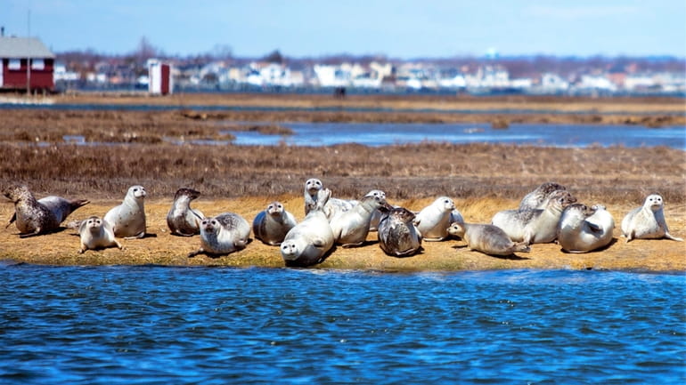 Seals can be seen sunbathing along the shores of Long...