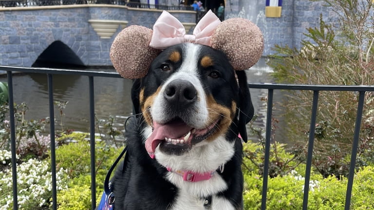 Belle, a 3 year-old Greater Swiss mountain dog, works as...