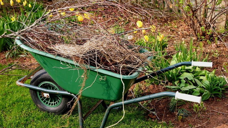 A wheelbarrow full of refuse in the spring garden.