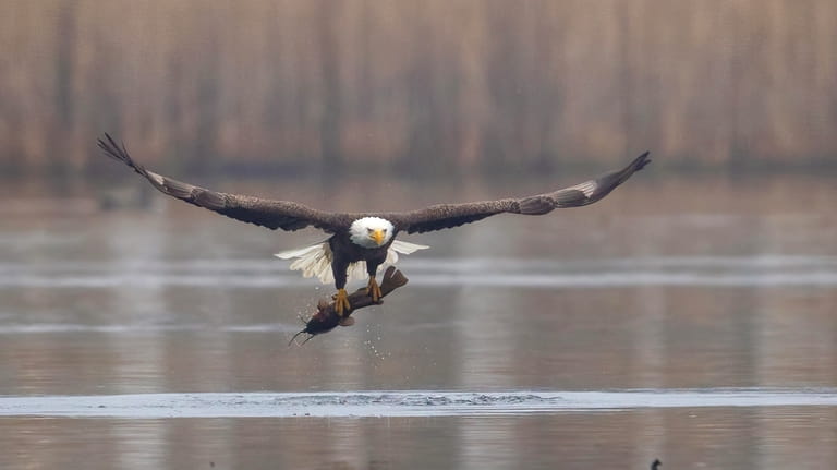 A bald eagle feeds on fish in Massapequa.